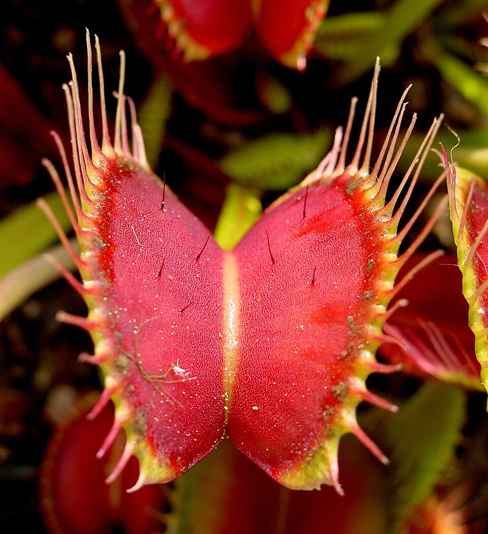 An open Venus flytrap with small trigger hairs visible inside its trap.